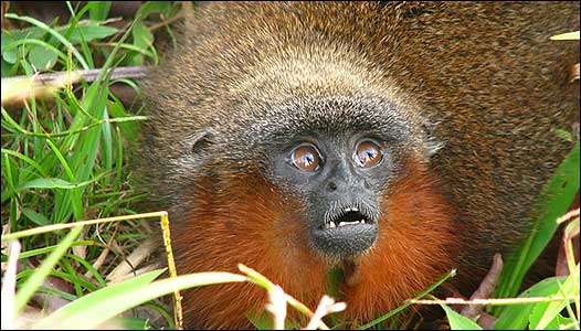 Descubren nueva especie de mono en Colombia