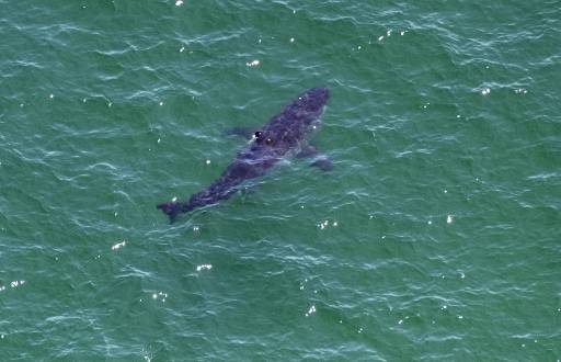 Imagen de archivo de un tiburón blanco.