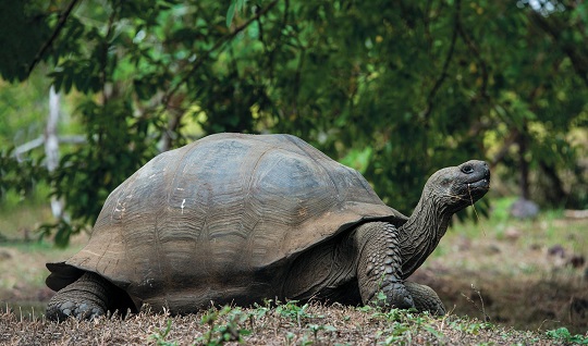 Ecuador censará la población de tortugas gigantes en Galápagos