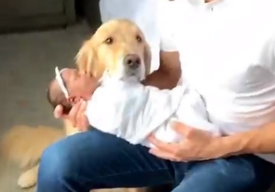 La conmovedora reacción de un perrito al conocer a la bebé de su dueño