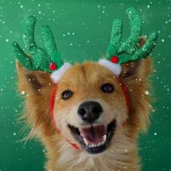 Imagen de uno de los perros de la Unidad de Bienestar Animal del Municipio de Quito.