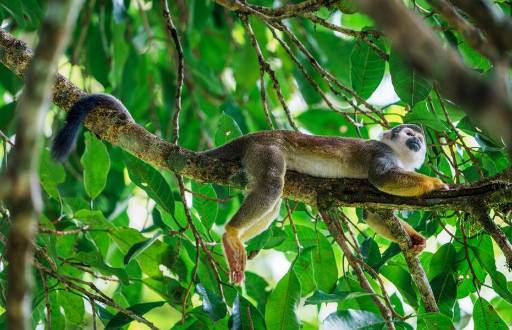 Mono colgado de un árbol.