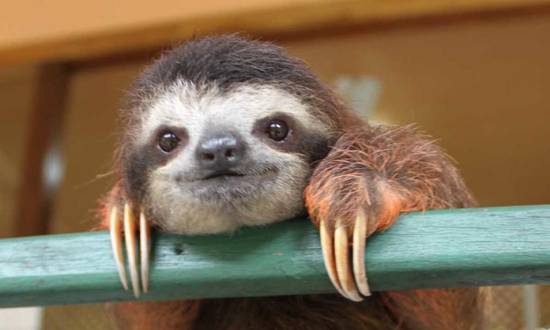 Un pequeño perezoso enamora en redes “saludando” a un humano