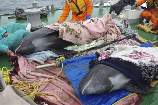 Unos 150 delfines quedan varados en una playa de Japón