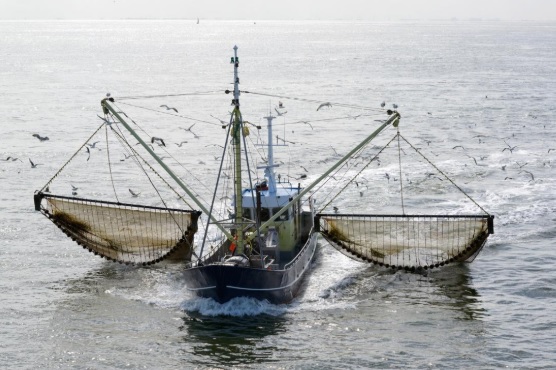Unión Europea prohibirá la pesca eléctrica a partir del 2021