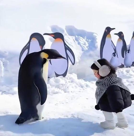 Una niña imita a pingüinos y enternece a las redes sociales