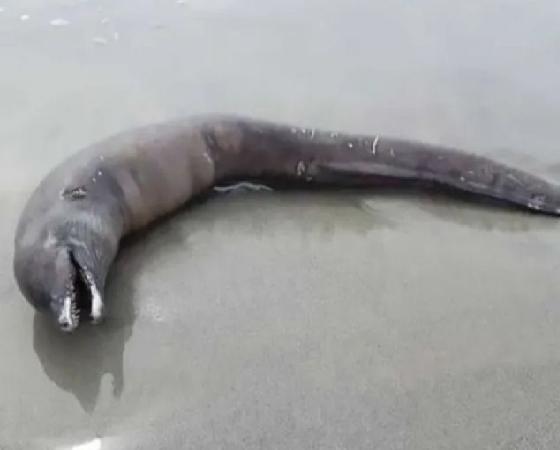 La extraña criatura que hallaron en una playa de México