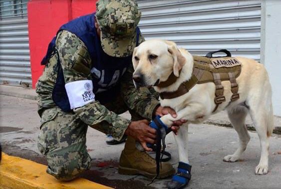 Frida, la heroica perrita mexicana que busca sobrevivientes del terremoto