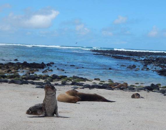 Las playas de Galápagos son reconocidas por turistas.