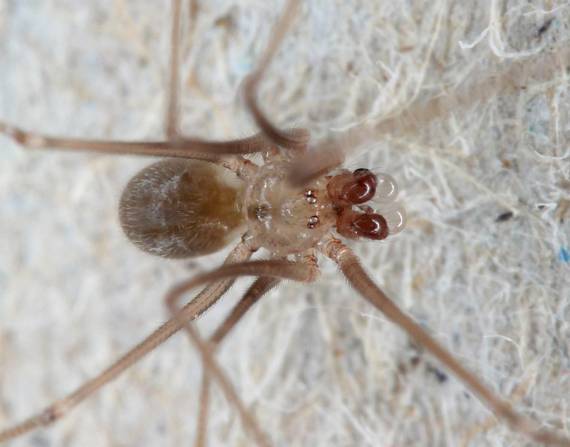 Fotografía cedida hoy por Huber Bernhard del Museum Koenig que muestra un ejemplar de la nueva especie de araña del género Metagonia lagrimas, descubierta en Galápagos (Ecuador).