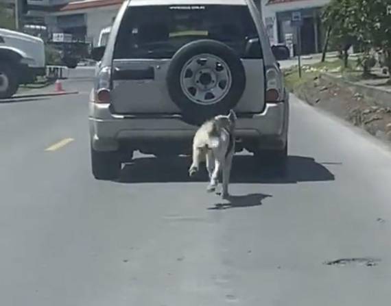 El video del perro persiguiendo un auto se viralizó.