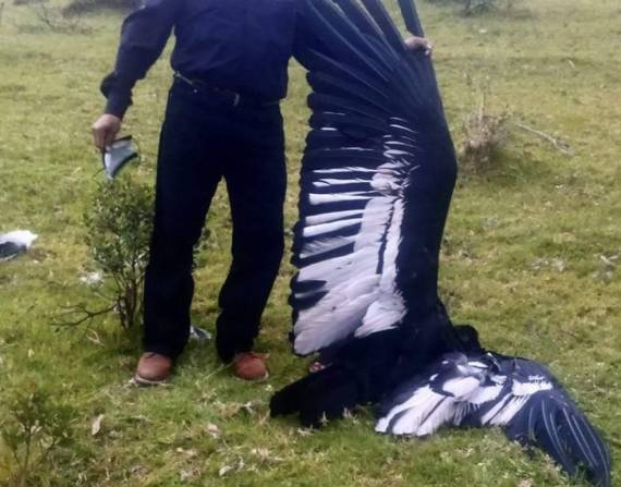 Imagen compartida por Fundación Cóndor Andino Ecuador de la persona que encontró el cóndor muerto en la provincia de Imbabura.