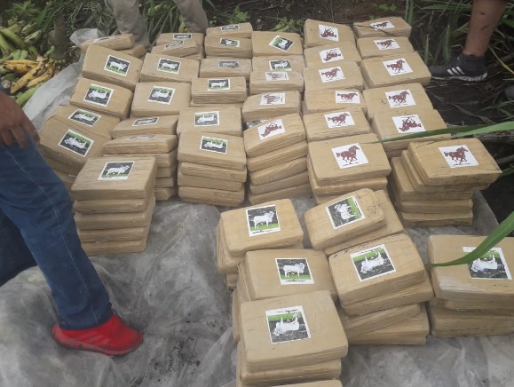 Manabí: Hallan 210 paquetes de marihuana ocultos entre racimos de plátano