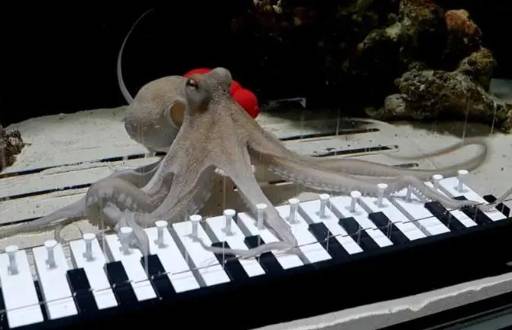 Takoyaki, el pulpo que aprendió a tocar el piano.