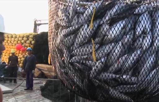 Imagen de una red de pesca llena de atún en Ecuador