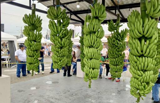 Foto de la elección y premiación del Rey Banano 2024.