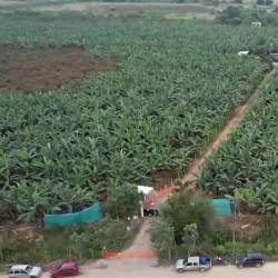 Plantación de plátanos.