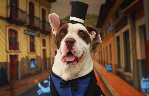 Este perrito se llama Toreto y busca una familia.