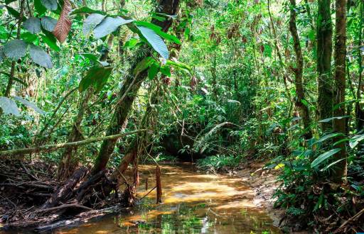 Bosque Protector Venecia, en Napo
