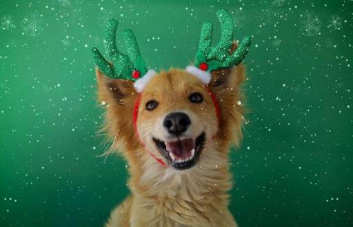 Imagen de uno de los perros de la Unidad de Bienestar Animal del Municipio de Quito.