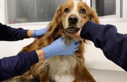El can rescatado en las instalaciones del Metro de Quito.
