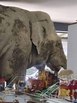 Un elefante asalta un supermercado en Tailandia