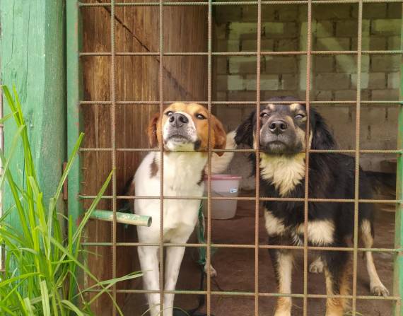 Autoridades y la sociedad civil se unieron para ayudar a los 270 perros del Refugio Amigos de Isabella.