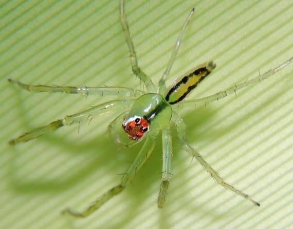 La nueva especie pertenece a un rarísimo grupo que tiene costumbres muy particulares, pues en lugar de tejer telas orbiculares como otras arañas de la familia Araneidae, las Taczanowskia cazan al acecho.