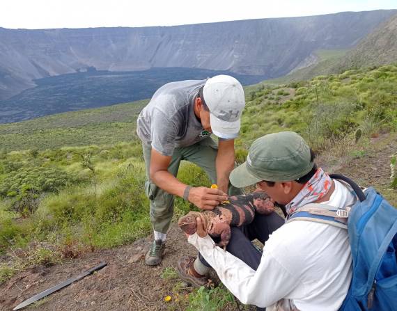 Fotografía cedida por el Ministerio de Ambiente de dos investigadores que realizan marcaciones a un ejemplar adulto de iguana rosada en el volcán Wolf, de las Islas Galápagos.