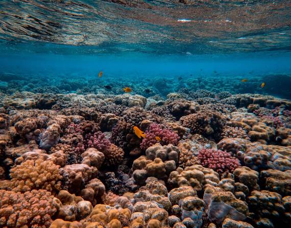 Imagen referencial de un arrecife de coral.