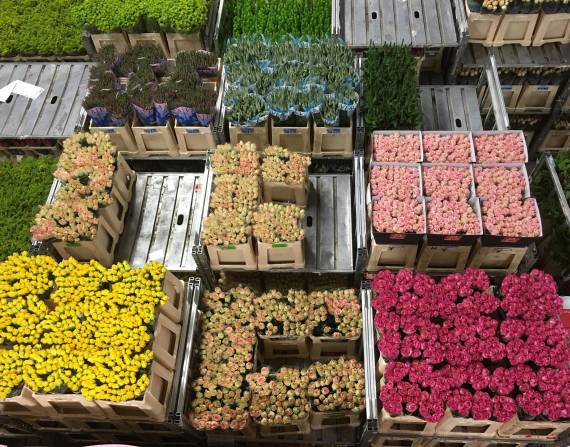 La exportación de flores ecuatorianas aumentó en un 6% por el Día de la Madre