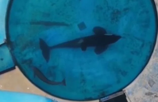 Kshamenk en su estanque, mundo marino, Argentina