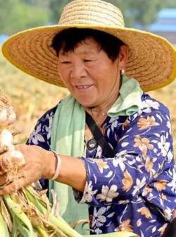 China es el país que lidera la producción mundial de ajo.