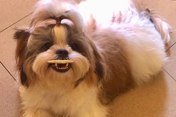 ¡Sorprendente! Una perrita duerme como los humanos