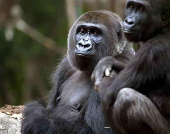 Es probable que el virus haya llegado a los gorilas a través de un cuidador.