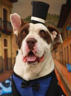 Este perrito se llama Toreto y busca una familia.