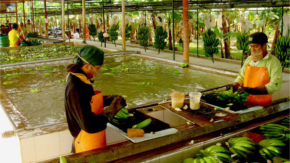 Trabajadores de la hacienda La Clementina, preocupados tras embargo