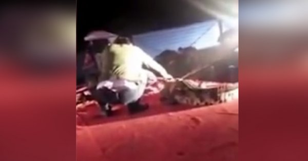 El brutal ataque de cocodrilo a domador en circo