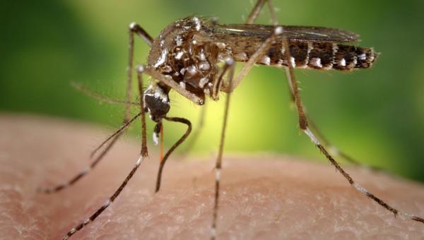 Brasil confirma muerte de 5 bebés con malformación congénita causada por zika