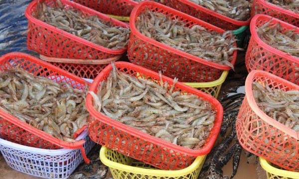 Camarón ecuatoriano entra sin restricciones a China