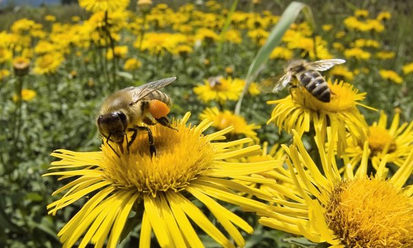 Descenso en la población de abejas de EE.UU. pone en peligro numerosas cosechas
