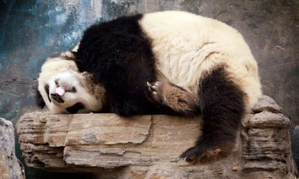 Canadá recibe con honores a 2 pandas prestados por China