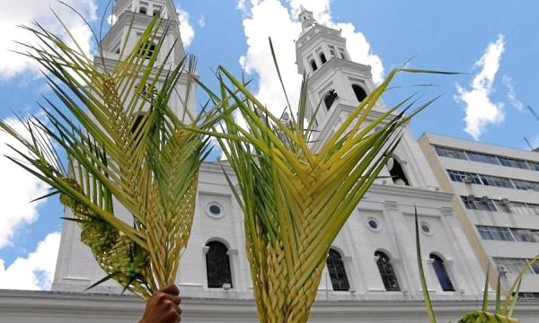 Decomisan gran número de plantas de palma, utilizadas el Domingo de Ramos