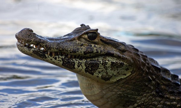 Caimán muerde en la cabeza a adolescente cuando nadaba en río de Florida