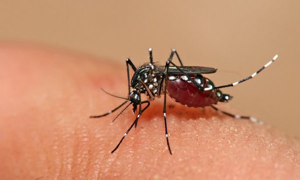 Registran 700 casos confirmados de dengue en Durán