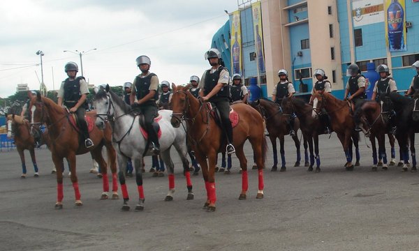 Gobierno busca adquirir 150 caballos franceses para la Policía Nacional