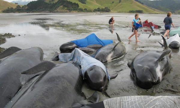 Casi 200 ballenas de quedan varadas en una playa de Nueva Zelanda