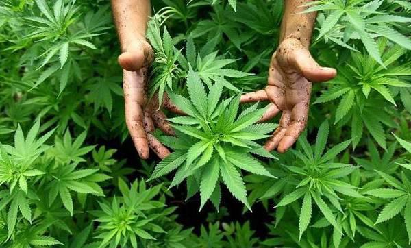 Compuestos del cannabis podrían prevenir el covid-19, según estudio