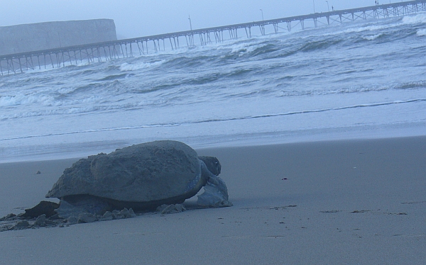 Una tortuga de Galápagos llegó a la costa peruana para anidar