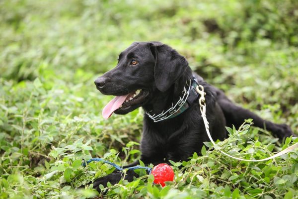 Entrenan perros para detectar contagios por Covid-19